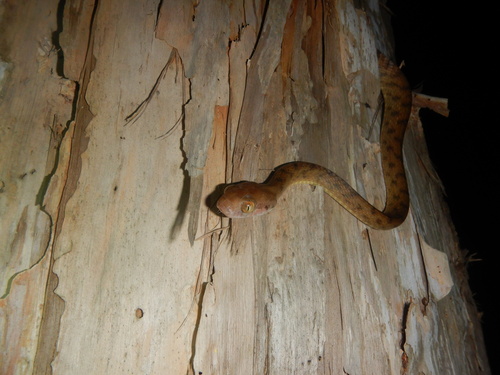 Brown Tree Snake sighting