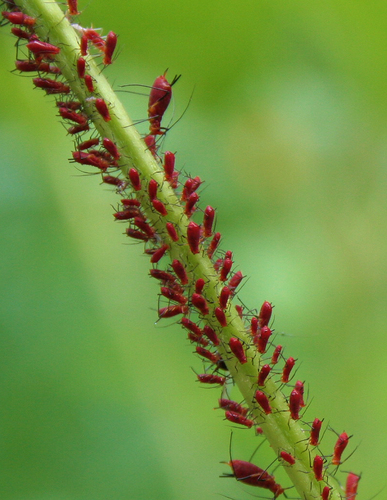 True Bugs (Hemipterans) of the Philippines's Check List · iNaturalist