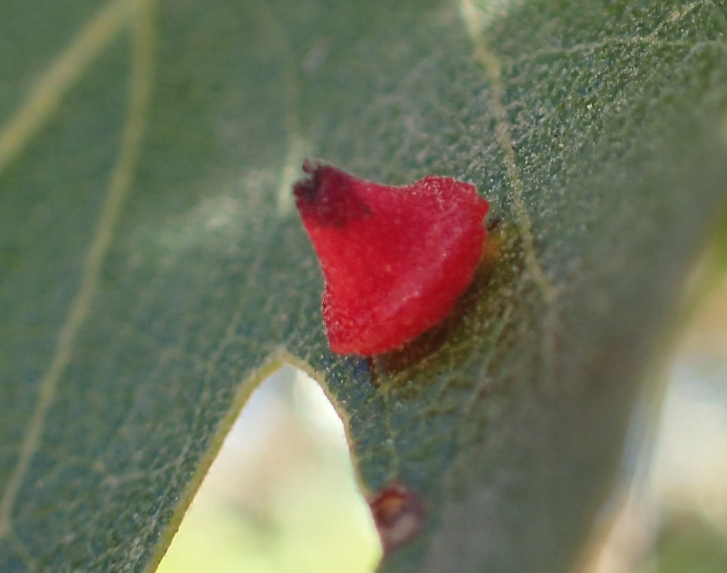 Red Cone Gall Wasp from Rossmoor, Walnut Creek, CA, USA on September 29 ...