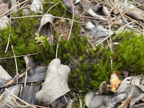 Campylopus hawaiicus var. densifolius