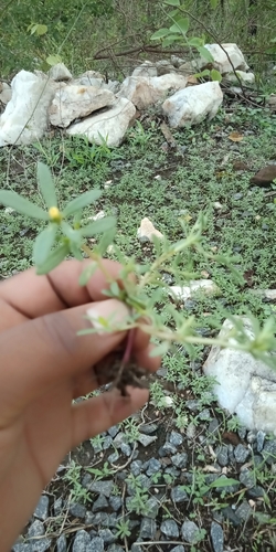 Common Purslane