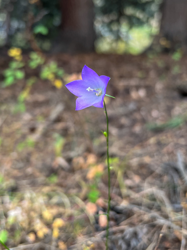 western harebell