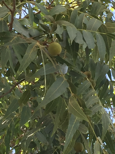Juglans pyriformis