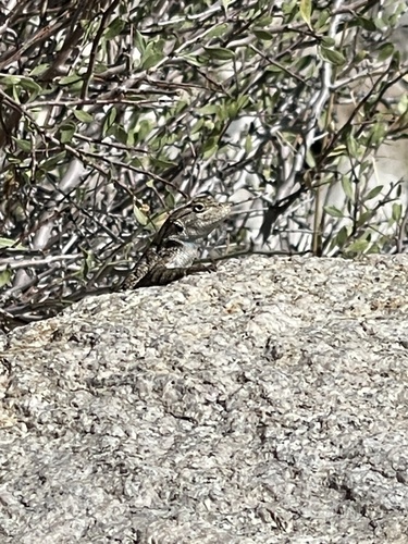 iNaturalist observation photo of Western Fence Lizard