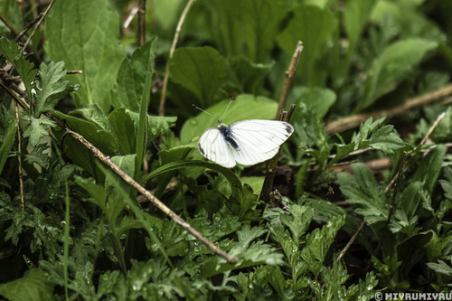 Pieris dulcinea