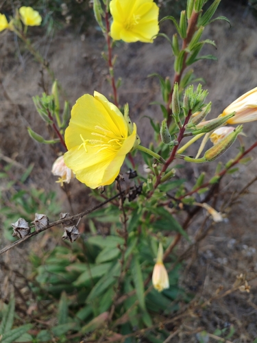 Oenothera elata