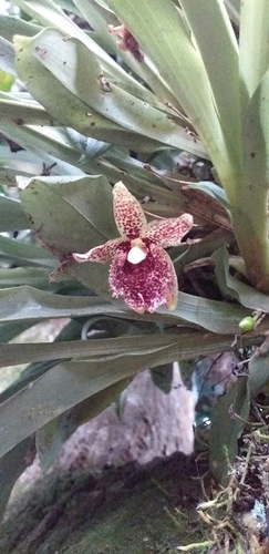 Grass-Like Kefersteinia