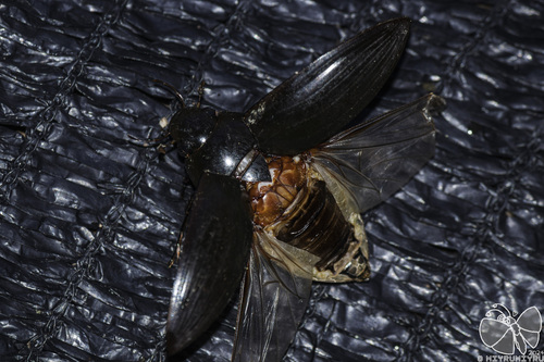 Hydrophilus acuminatus Motschulsky, 1854