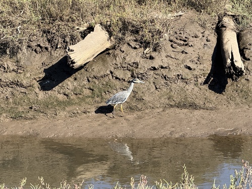 iNaturalist observation photo of Yellow-crowned Night Heron