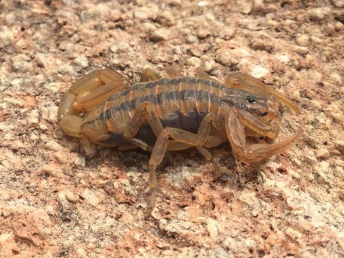 Centruroides limpidus