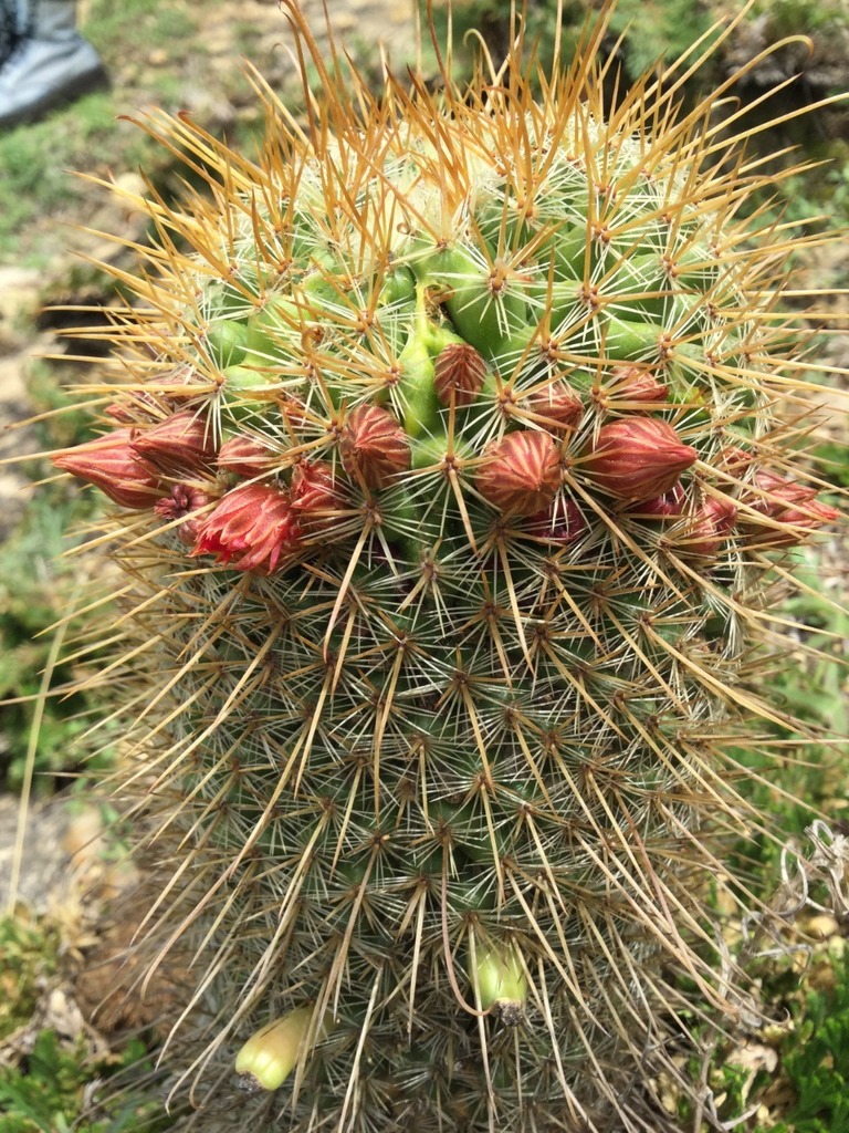 Photos of Mammillaria magnifica  iNaturalist