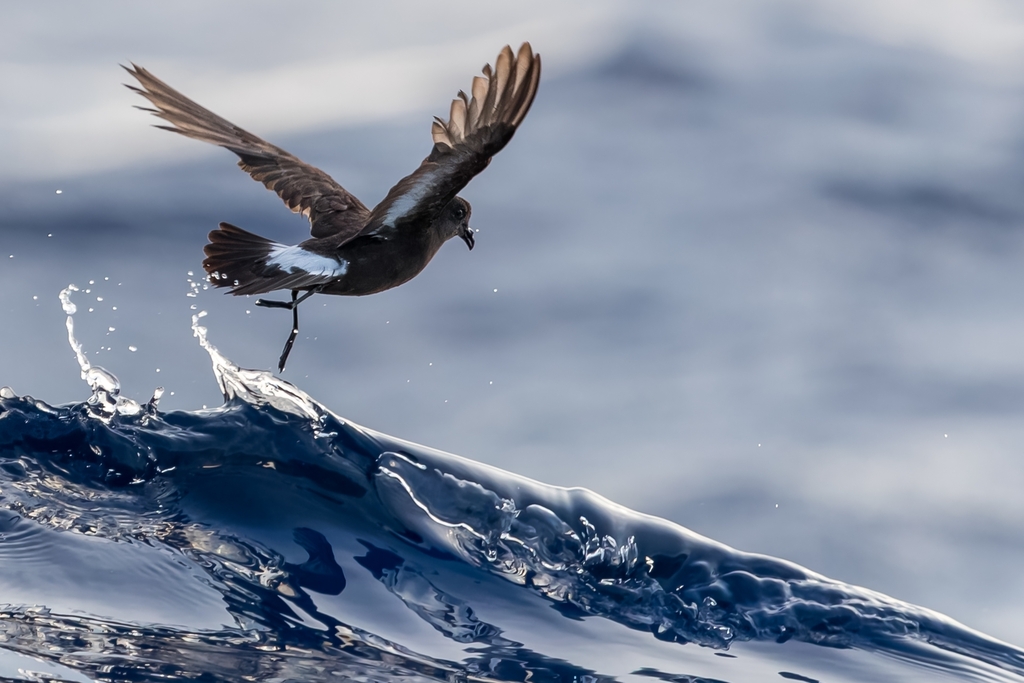 European Storm-Petrel