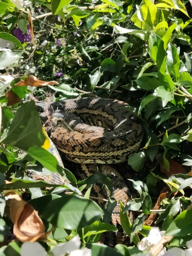 Coastal Carpet Python sighting