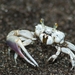 Dancing Fiddler Crab - Photo (c) Gabriel Payes, all rights reserved, uploaded by Gabriel Payes