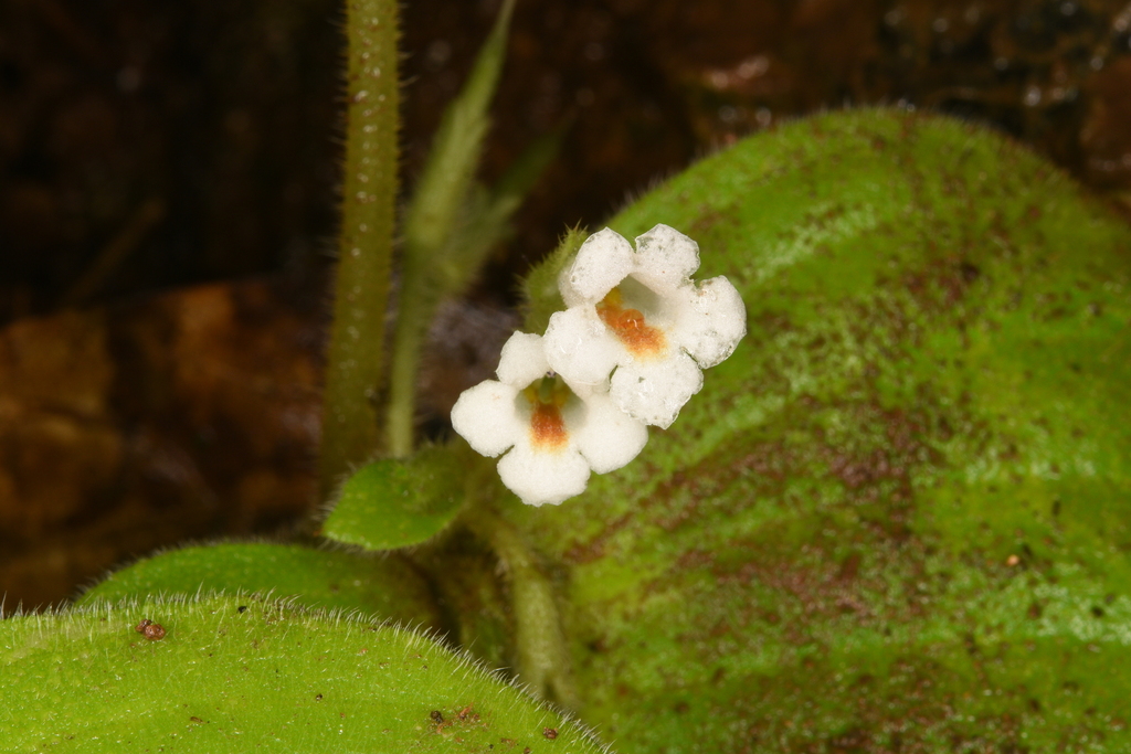 Microchirita hamosa (Microchirita hamosa)