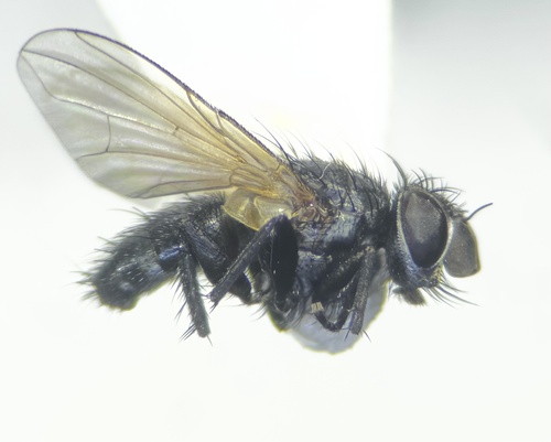 Anechuromyia nigrescens