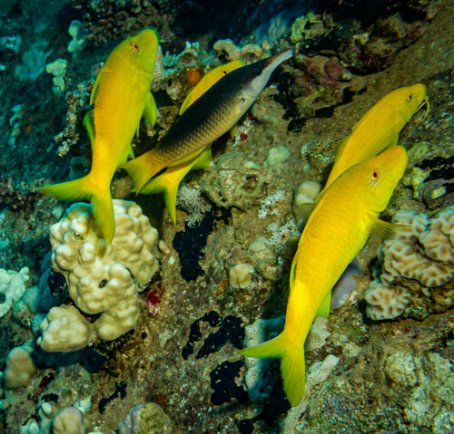 Red Sea Bird Wrasse — seen at this dive site