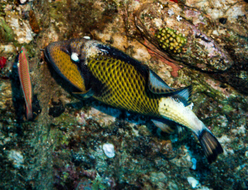 Titan Triggerfish — seen at this dive site