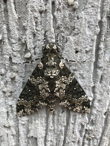 Rustic Sphinx