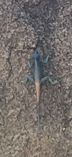 Anderson's Rock Agama