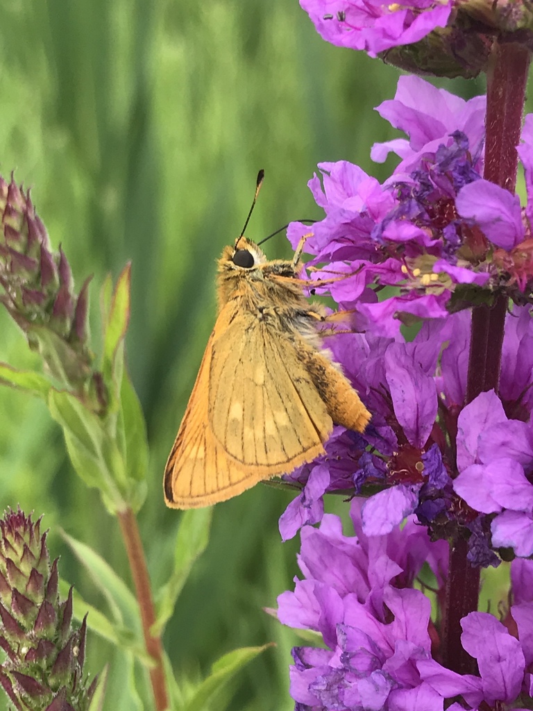 Woodland Skipper