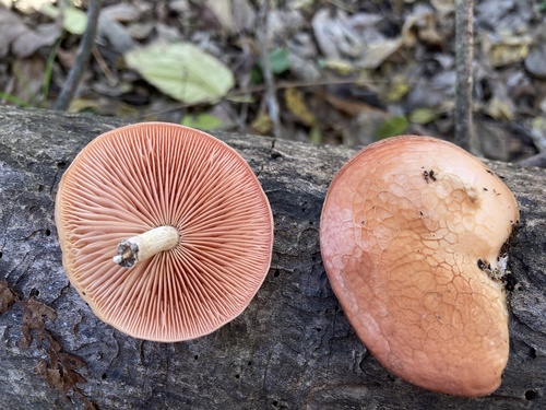Rhodotus reticeps
