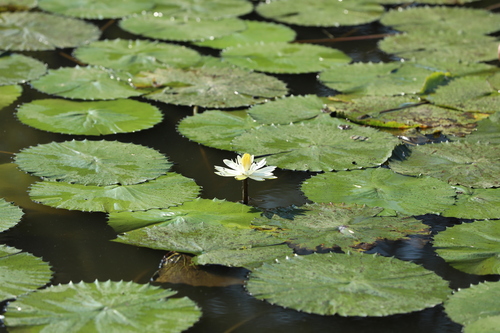 Egyptian white water-lily