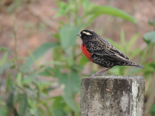 White-browed Meadowlark