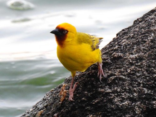 Northern Brown-throated Weaver