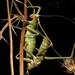 Rhodes Predatory Bush-Cricket - Photo (c) Konstantinos Kalaentzis, all rights reserved, uploaded by Konstantinos Kalaentzis