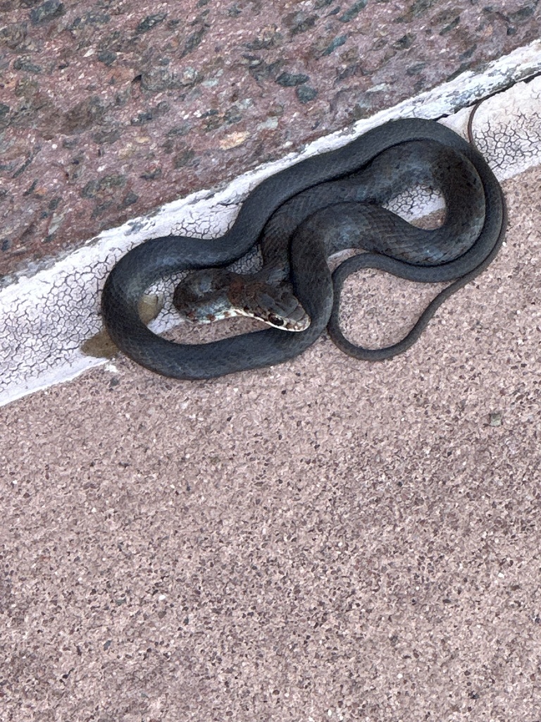 Southern Black Racer from Epcot, Bay Lake, FL, US on September 30, 2024 ...