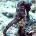 Observation photo