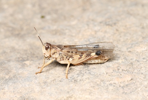 Moroccan Locust