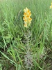 Linaria - Photo (c) rwstone1, all rights reserved