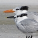 Crested Terns - Photo (c) Bfgn, all rights reserved, uploaded by Bfgn