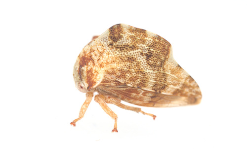 Oak leafhopper