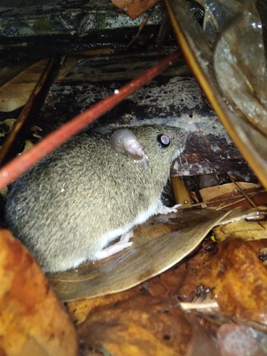 Moojen's Pygmy Rice Rat (Oligoryzomys moojeni) — Data Deficient Mammalia