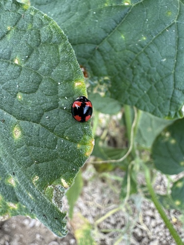 Six-spotted Zigzag Ladybird