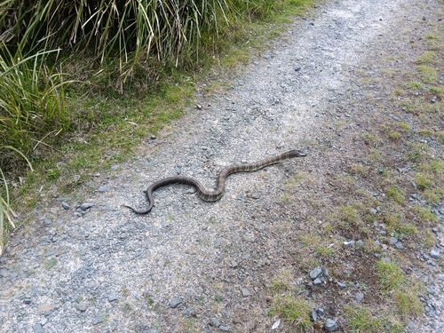 Tiger Snake sighting