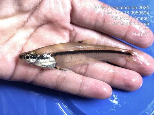 Leptagoniates steindachneri