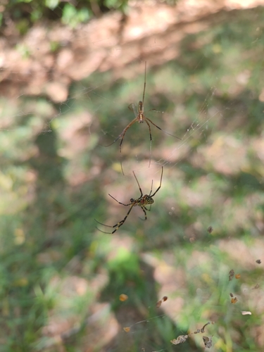 Joro Spider
