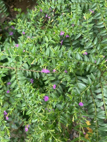 False heather