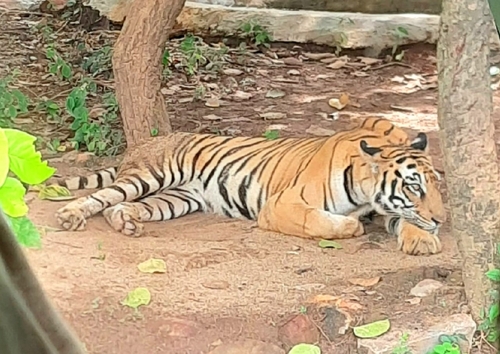Bengal Tiger
