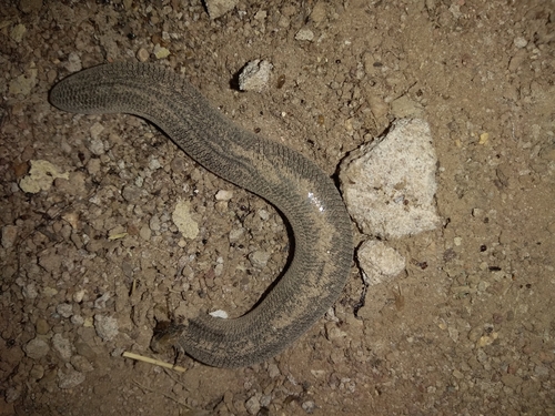 Zambezi Blind Snake