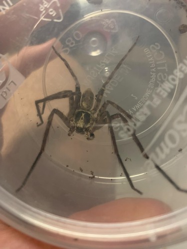 Heteropoda acuta