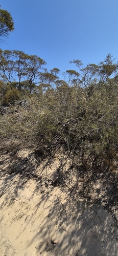Mallee Teatree