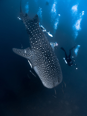 Whale Shark