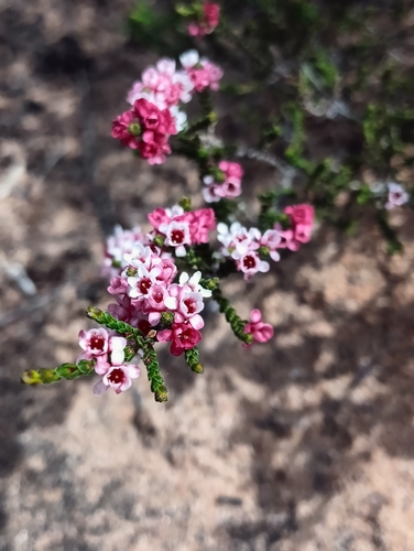 Micromyrtus ciliata (Sm.) Druce