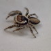Proszynski's Jumping Spider - Photo (c) Libbi Wu, all rights reserved, uploaded by Libbi Wu