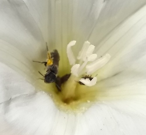 Halictus pinguismentus